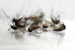 Texas' Post-Harvey Scourge: Mosquitoes