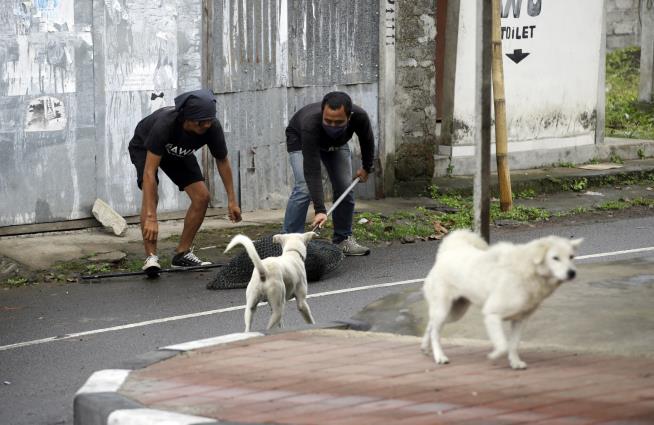 US Woman's Mission: Save Bali's Volcano Dogs