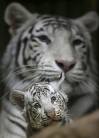 Tiger Cubs Kill Zookeeper