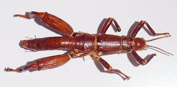 Reports of Land Lobster's Death Are Greatly Exaggerated