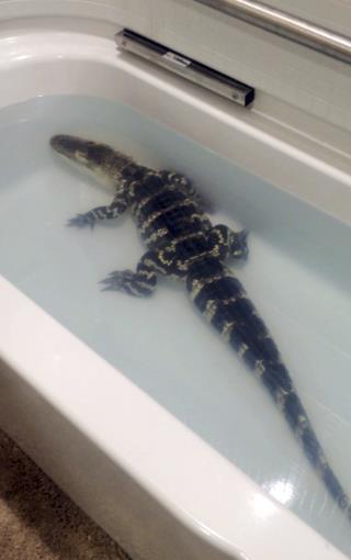 Alaska Rescue Group Takes in Alligator That Outgrew Bathtub