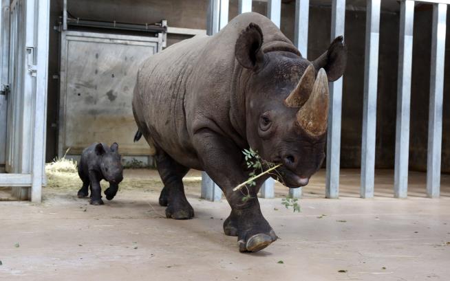 Rhino Turns Tables on Would-Be Poacher