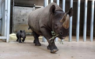 Rhino Turns Tables on Would-Be Poacher