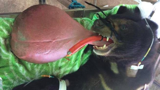 Finally, Relief for Bear With an 'Astonishing' Tongue