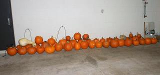 Pumpkin Theft Prompts Bizarre Police Lineup
