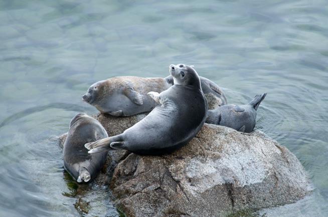 On Shoreline of World's Deepest Lake, 141 Dead Seals
