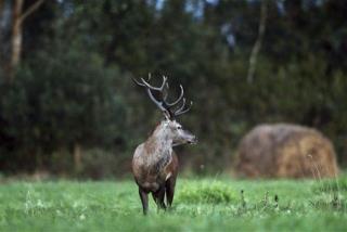 Charging Deer Kills Hunter