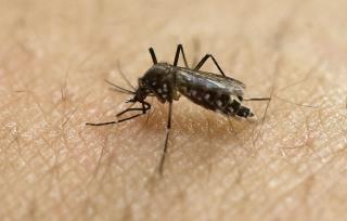 EPA OKs Use of Mosquitoes to Kill Mosquitoes