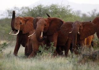 Trump to Hold Off on Allowing Elephant Trophies—for Now