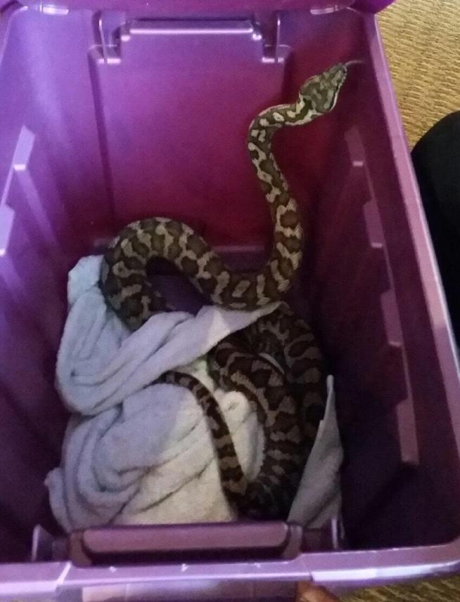 Seattle Family Discovers Python in Apartment Toilet