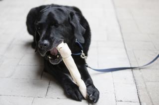 FDA Warning: 'Bone Treats' Could Kill Your Dog