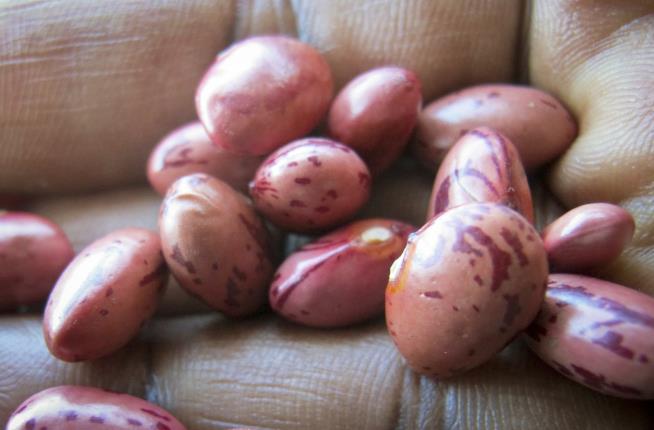 New Hope Against Hunger: These 'Super Beans'