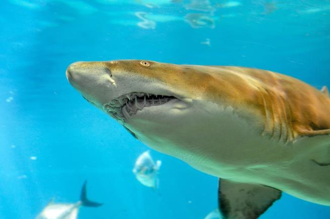 US Tourist Killed by Shark in Costa Rica