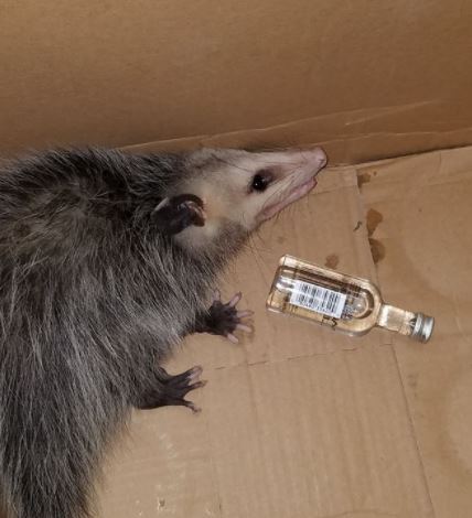 Opossum Breaks Into Liquor Store, Gets Drunk on Bourbon