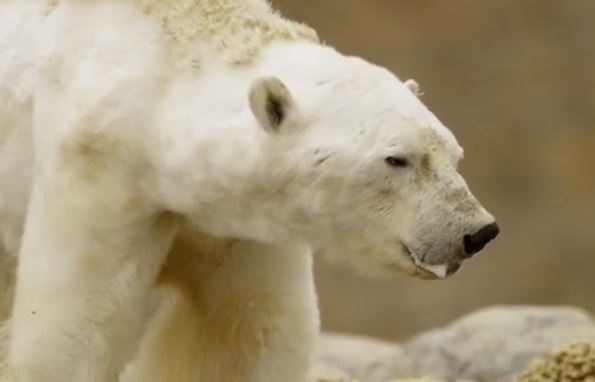 Wrenching Video Shows Starving Polar Bear
