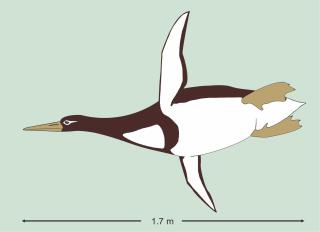 This Ancient Penguin Was as Big as a Human