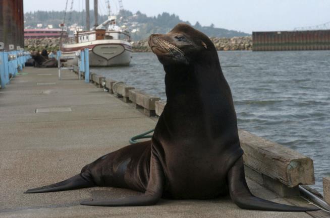 Swimmer Hospitalized After Sea Lion Attack