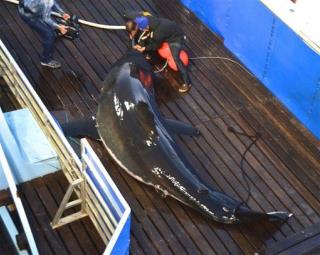 A Famous Atlantic Shark Has Gone Silent
