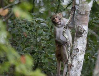 Study Finds Florida Monkeys Excrete Deadly Virus