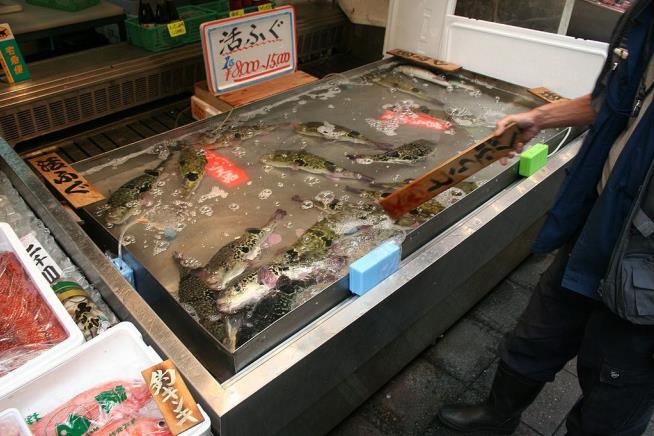 Japanese City Issues Emergency Fugu Warning