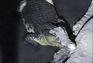 Russian Cops Face the Unexpected: Crocodile in Basement