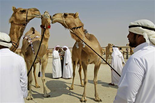 Camel Beauty Pageant Entrants Disqualified for Botox
