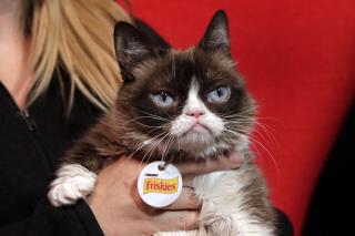 Happy Ending for Grumpy Cat: $701K Awarded in Suit