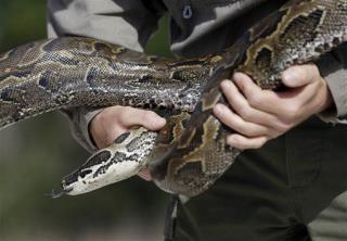 Coroner: Owner Was Killed by 'Affectionate' Python