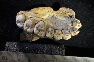Jawbone Found in 2002 Alters the Story of Human Migration