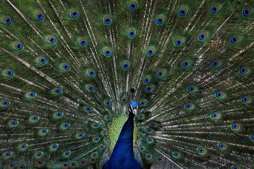 Airline Rejects Woman's Emotional Support Peacock