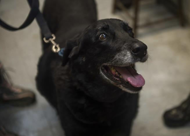 Given up for Dead, Family's Dog Returns After 10 Years
