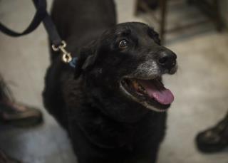 Given up for Dead, Family's Dog Returns After 10 Years