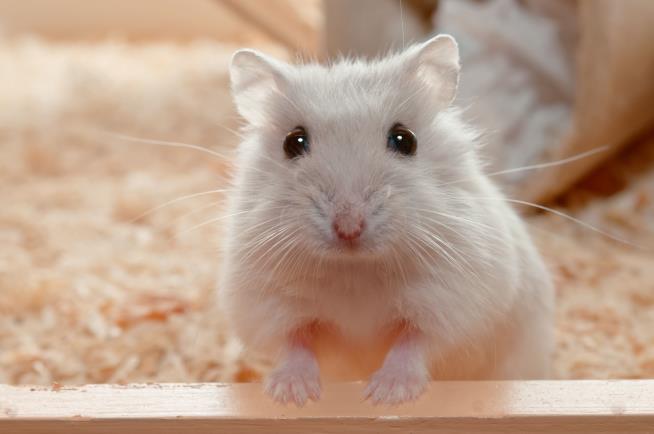 PETA Weighs In on Hamster Flushed Down Airport Toilet