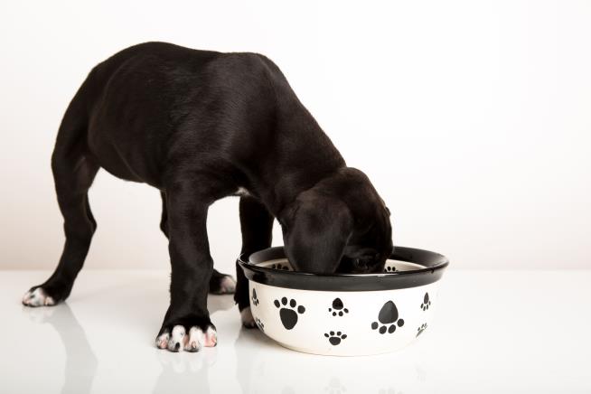 Behind This Dog Food Recall: a Drug That Can Kill Horses