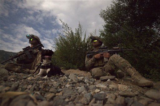 Army Failed Bomb-Sniffing Dogs From Afghanistan: Report