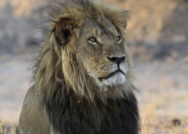 New Book Details Cecil the Lion's Brutal Death