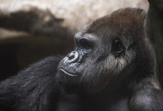 Diet of Captive Gorillas Could Be Killing Them