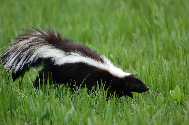 New Mexico Town's Problem: Skunk Carcasses