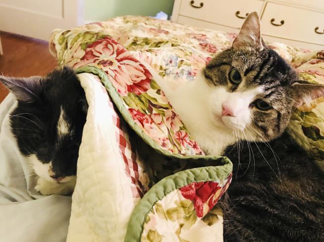 She Spent $19K on Surgery for Her 'Muse': Her Elderly Cat