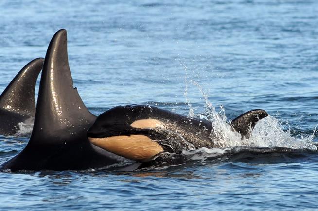 Scientists Observe a Grisly First Among Orcas