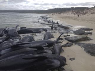 Over 140 Whales Die After Getting Stranded in Australia