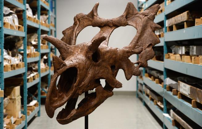 Study Reveals Why Some Dinosaurs Had Horns