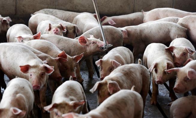 Sick of Stinky Farms, Neighbors Sue Pork Giant