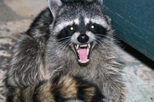 In Ohio Town, Raccoons Are Behaving Like Zombies