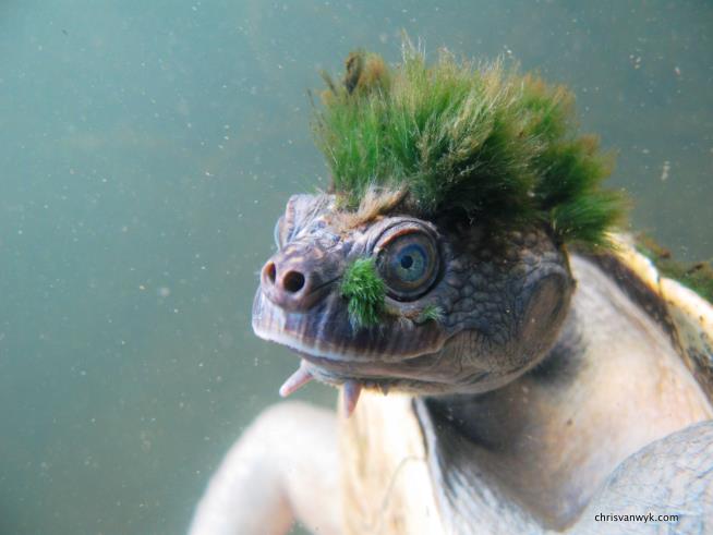 This Funky Turtle Could Use Your Help