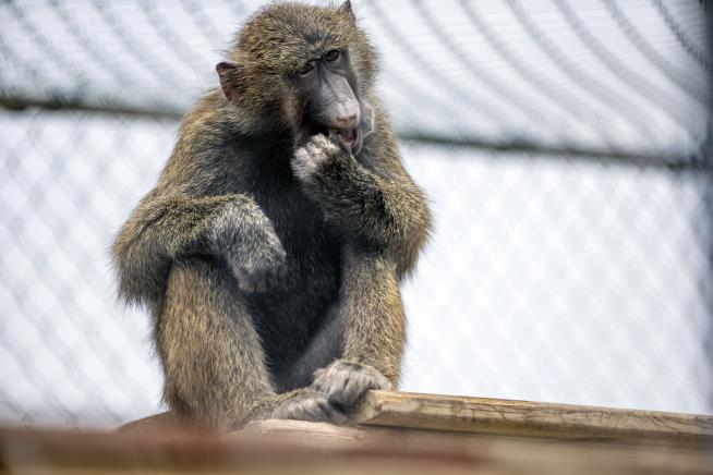 Researchers Gave Baboons a Tool. They Used It to Escape
