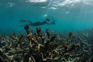 In 2 Years, Half the Great Barrier Reef's Coral Was Destroyed