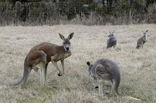 Zoo Kangaroos Weren't Active— So They Threw Bricks at Them
