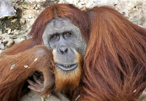 Orangutans In Trouble as Forests Shrink