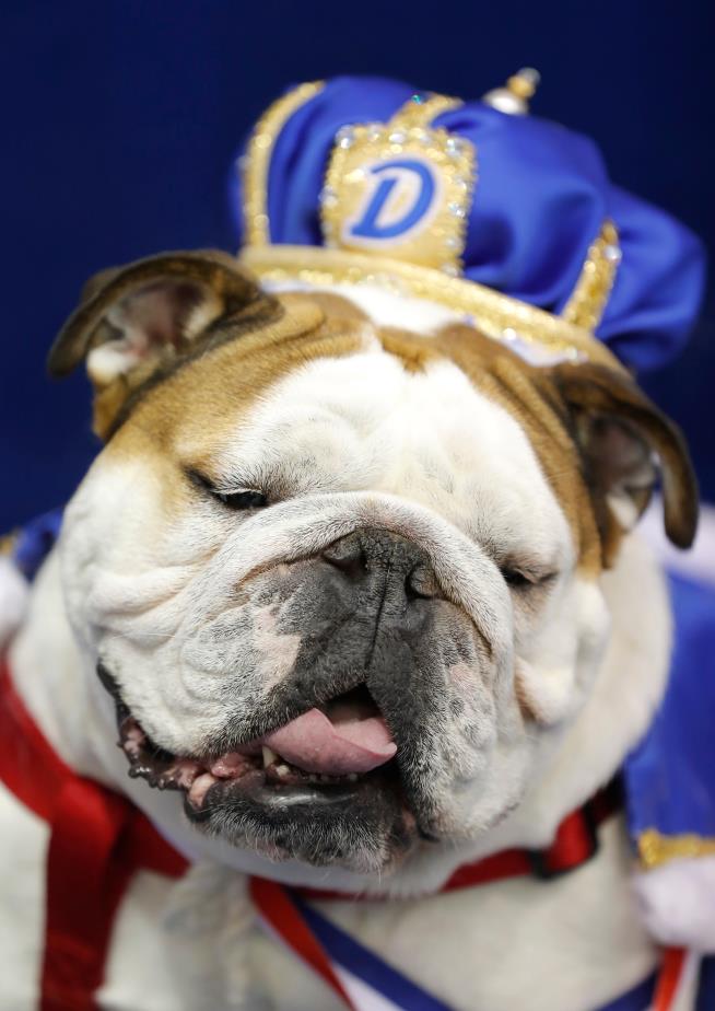 Pooch Once Doomed To Die Wins Bulldog Beauty Pageant